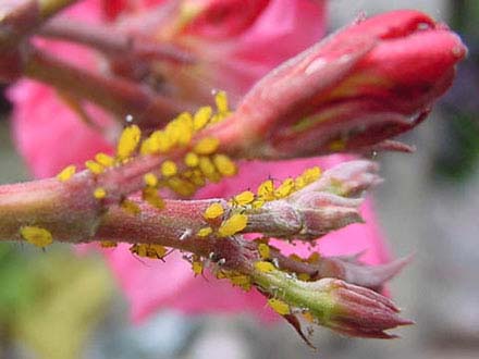 Oleandro: fiori infestati da afidi gialli