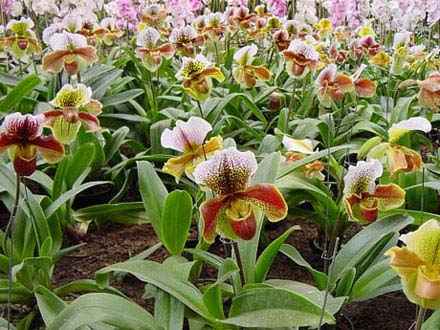 Paphiopedilum spp.