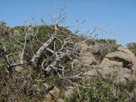 Arbusto secco su terreno roccioso