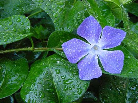 Vinca major