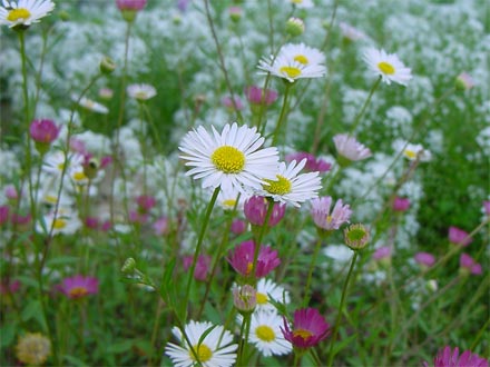 Erigeron karvinskianus (margherita dei muri)