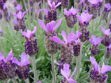 Variet di Lavandula stoechas