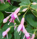 Fuchsia:  il momento di ripararle