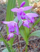 Bletilla striata